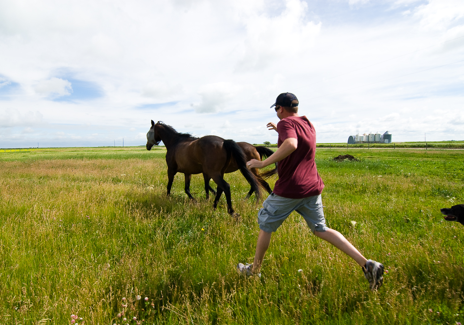 A man chasing off a horse in a field