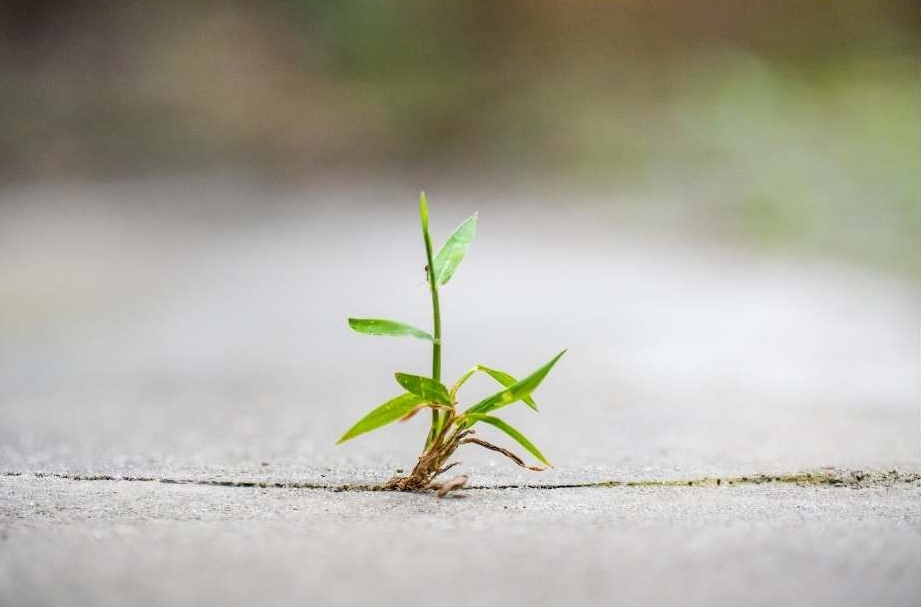 A resilient little plant growing through the cracks in the sidewalk.