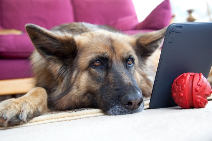 A dog looking at a computer.