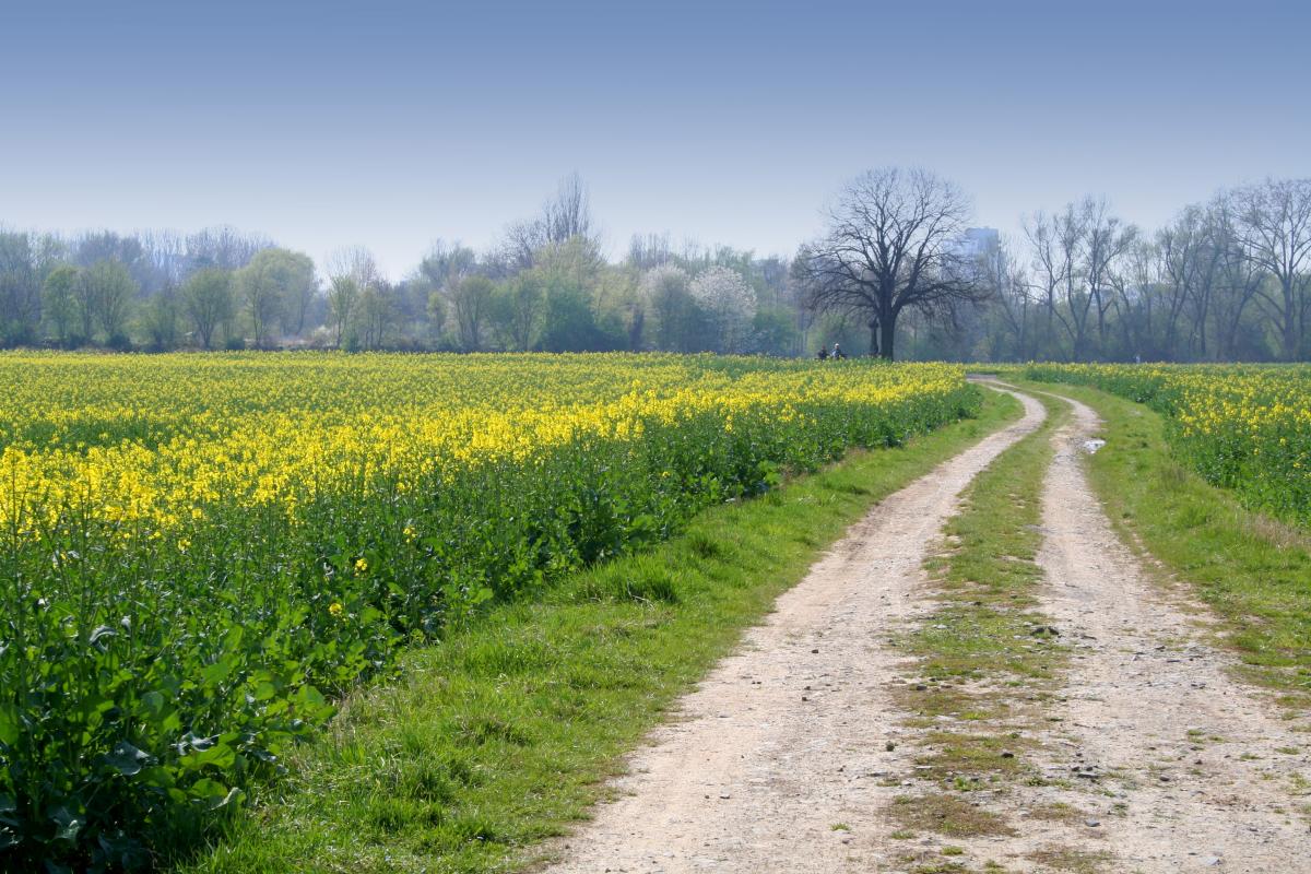 A long gravel road in the country.